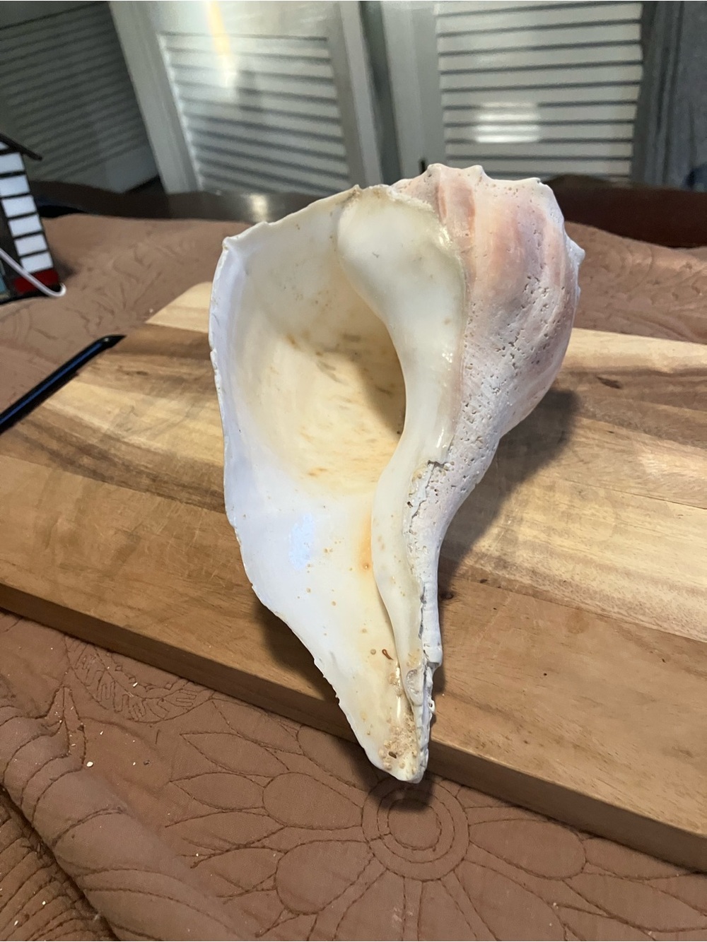 Large Lightning Whelk White Shell